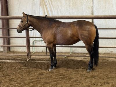 2022 AQHA Buckskin Mare