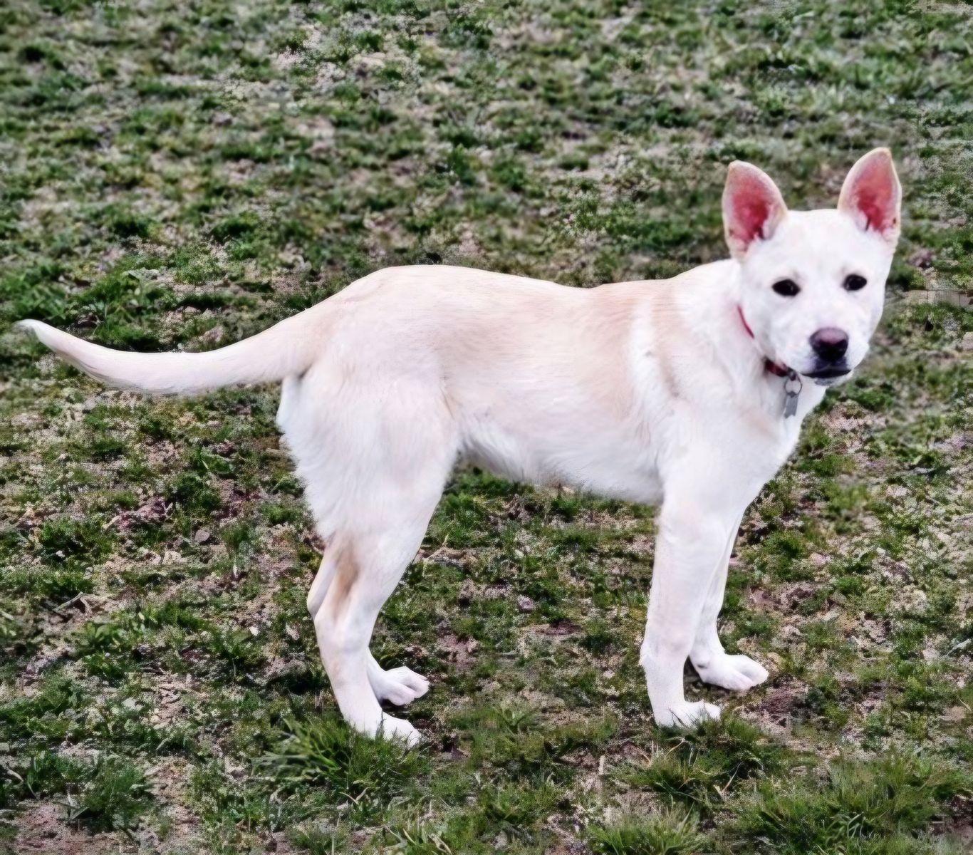 Leonardo,  5 month old yellow Labrador mix puppy