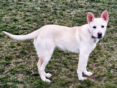 Leonardo, 5 month old yellow Labrador mix puppy
