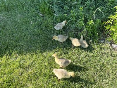 Emden Gosling