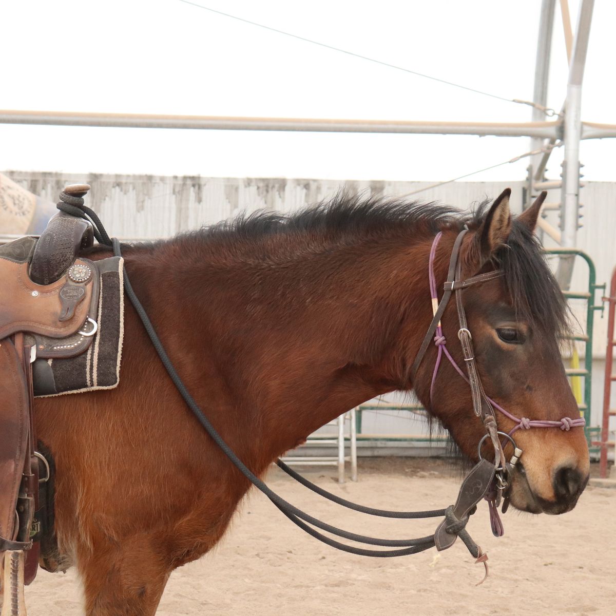 4yo Mustang Mare project horse