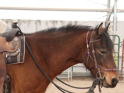 4yo Mustang Mare project horse