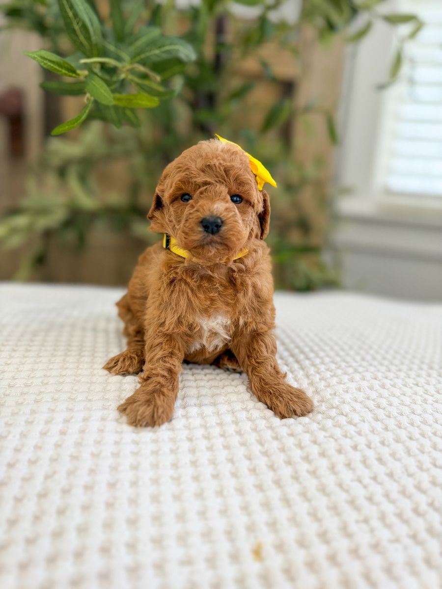 Red Teacup Goldendoodles- 8-15lbs full grown