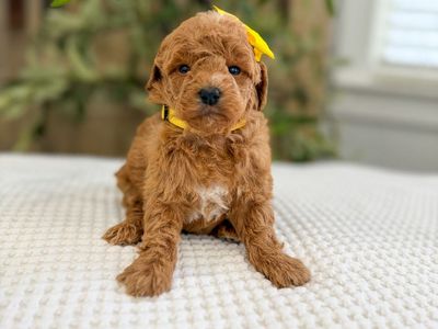 Red Teacup Goldendoodles- 8-15lbs full grown