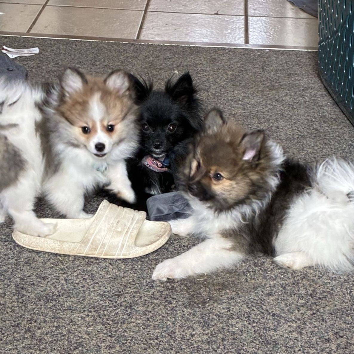 Pomeranian tri colred puppies great mom day gift