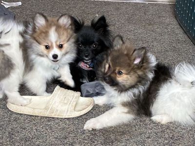 Pomeranian tri colred puppies great mom day gift
