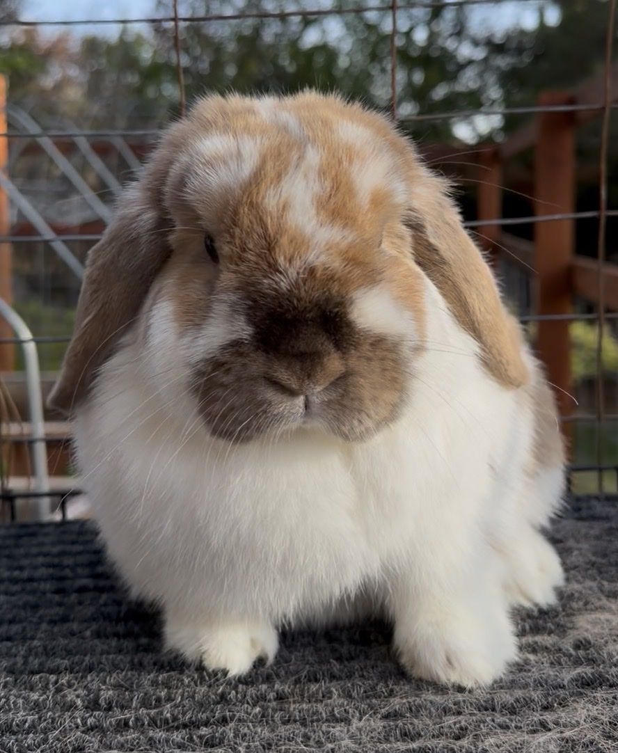 Holland Lop Doe
