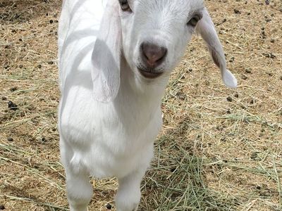 Savannah/Boer