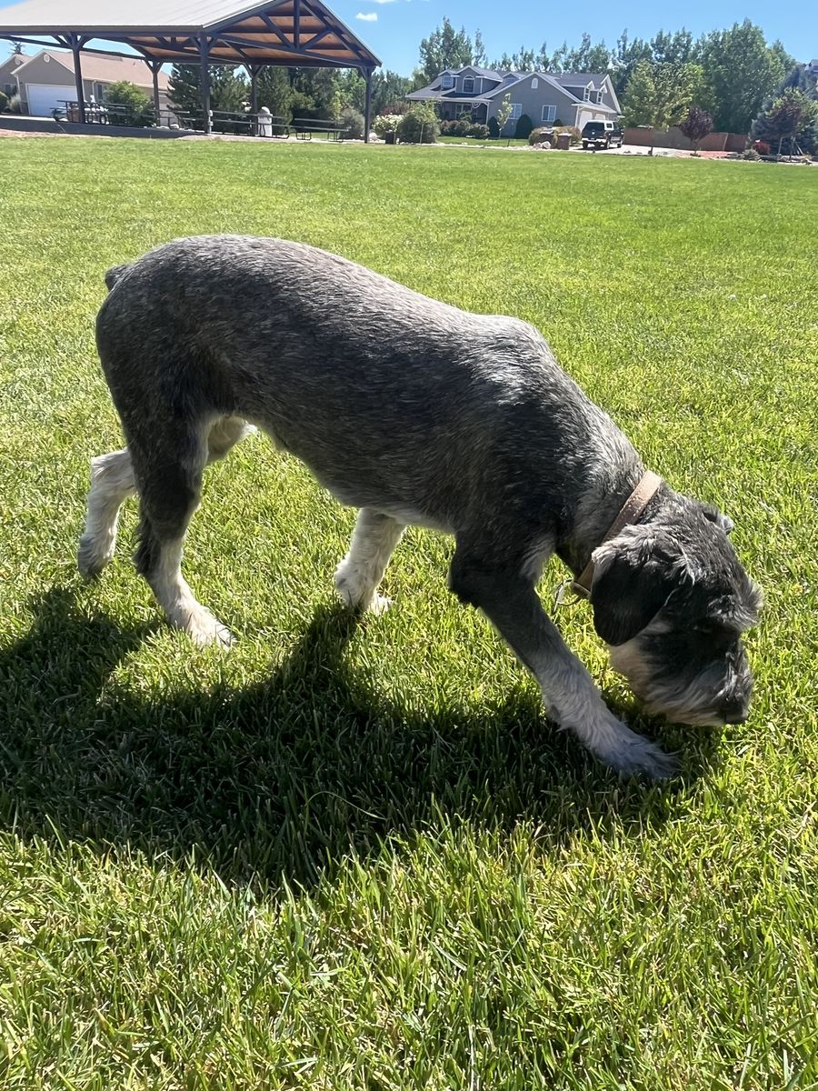 Purebred German Schnauzer Standard Female