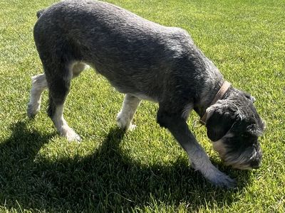 Purebred German Schnauzer Standard Female