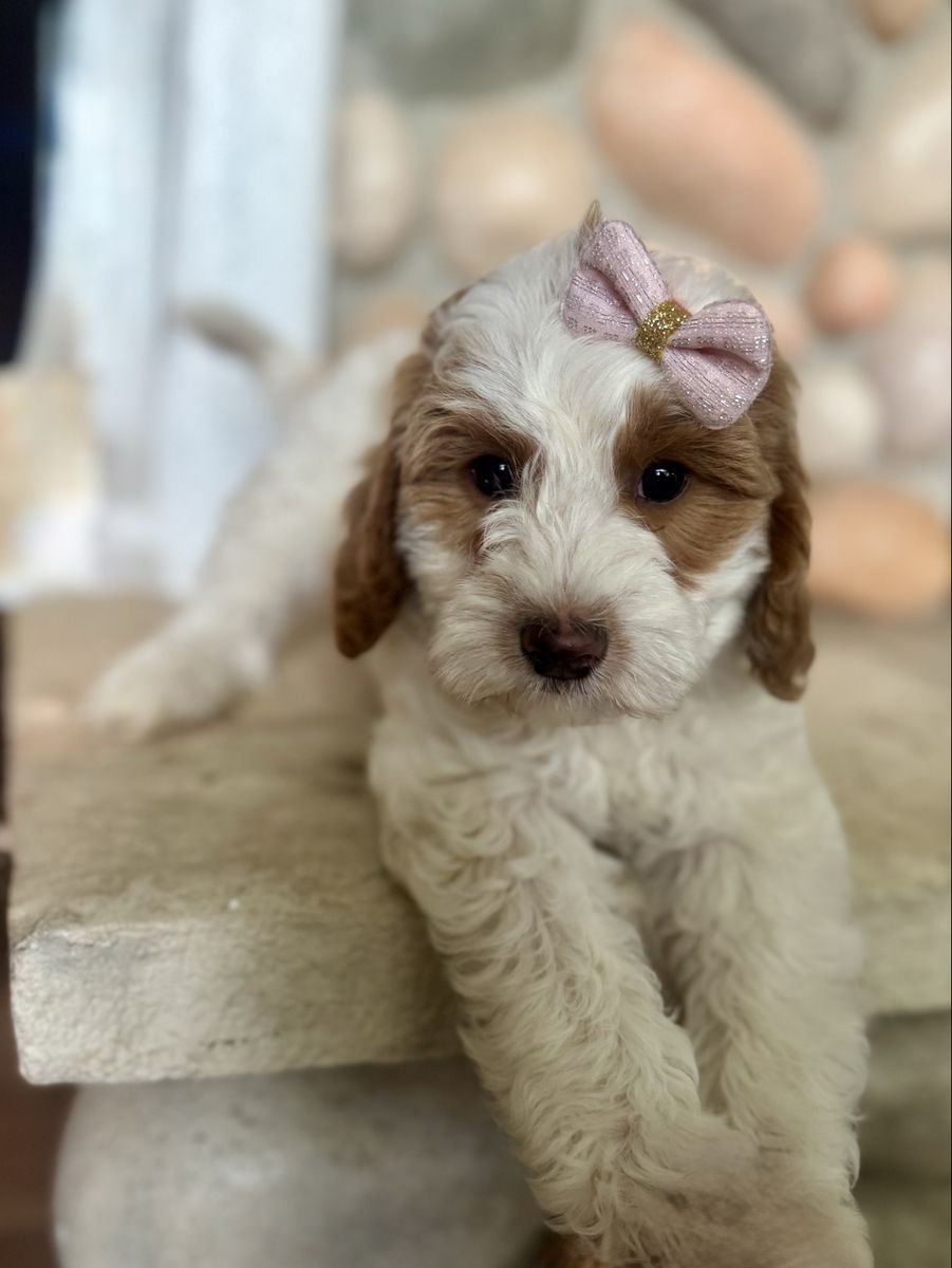 Toy Goldendoodle