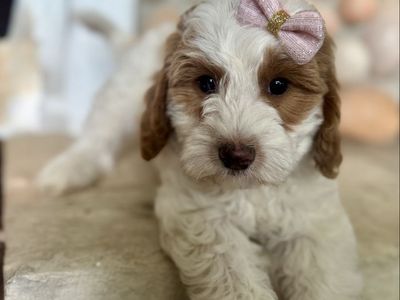 Toy Goldendoodle