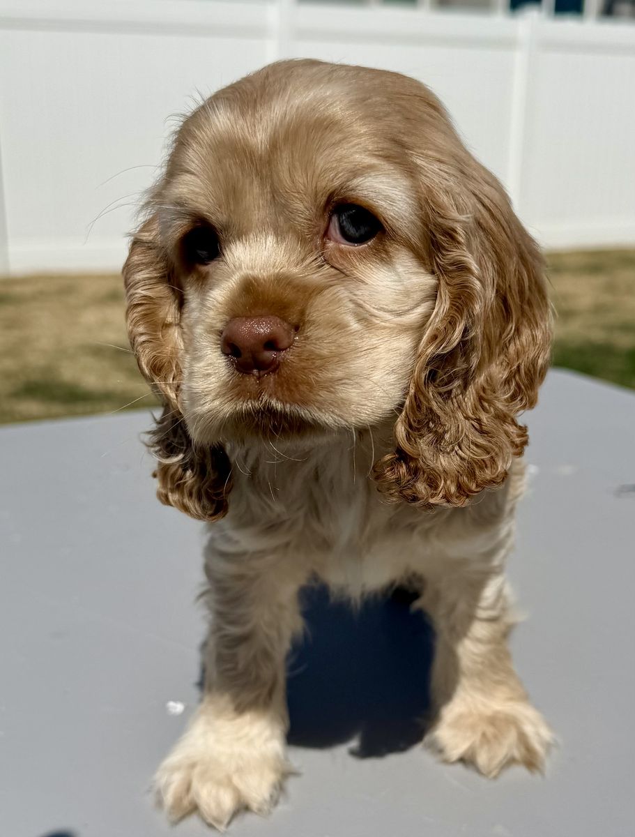 Sweet Cuddly Boy Cocker Spaniel Puppy