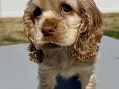 Sweet Cuddly Boy Cocker Spaniel Puppy