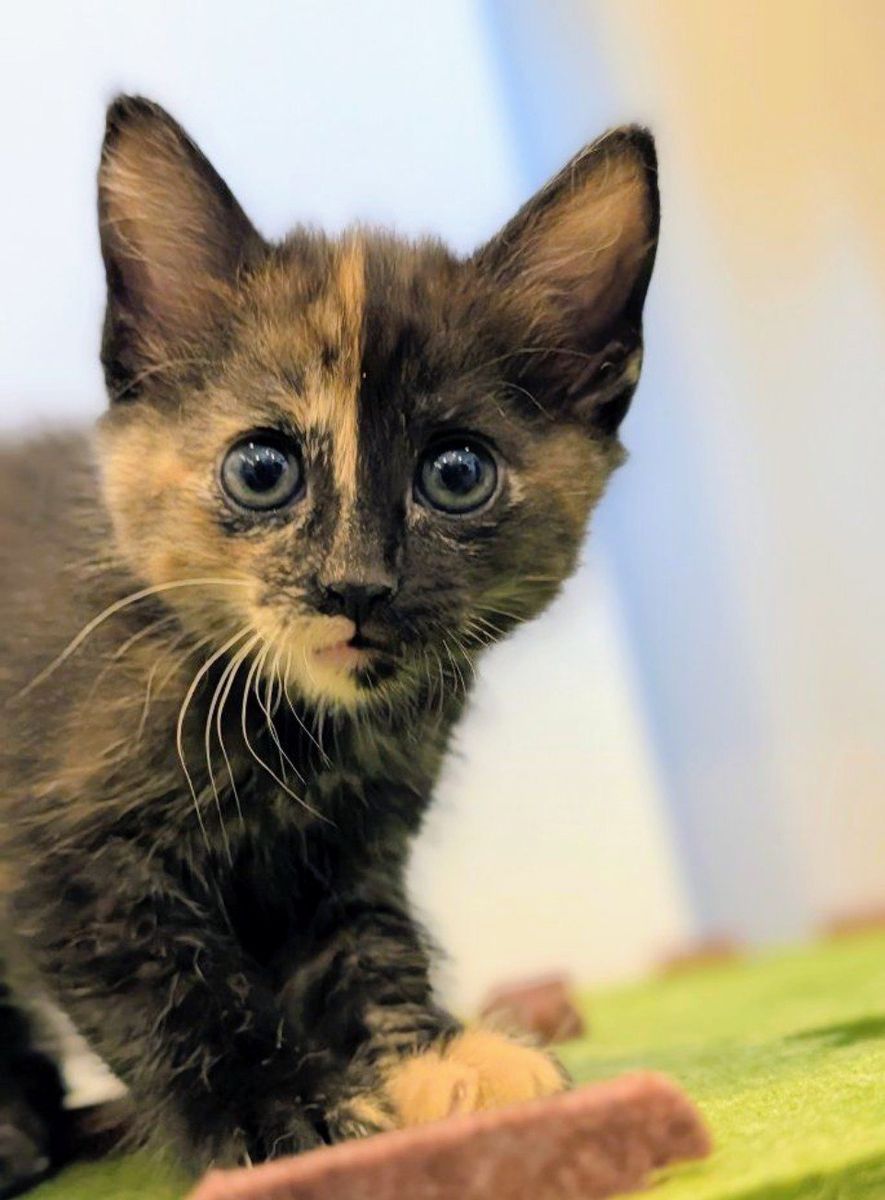 Duet the Female Kitten