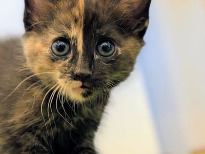 Duet the Female Kitten