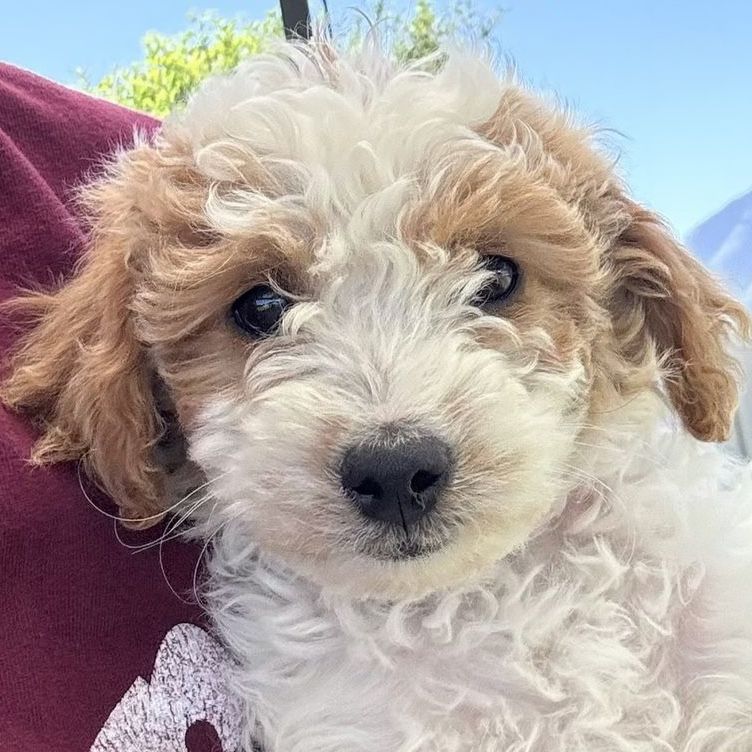 Micro Mini Goldendoodles F1B