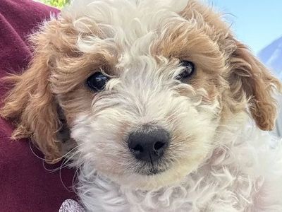 Micro Mini Goldendoodles F1B