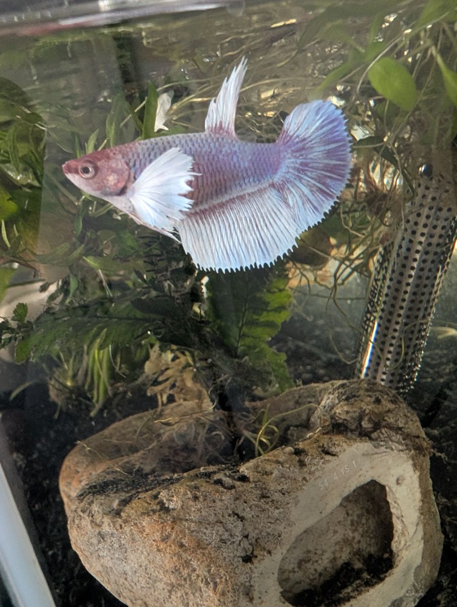 Betta fish