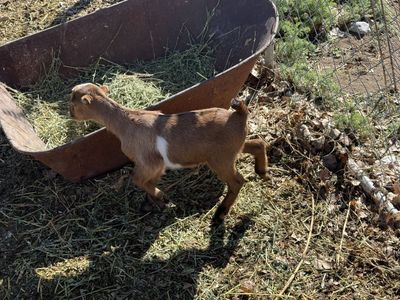 3 baby bottle goats