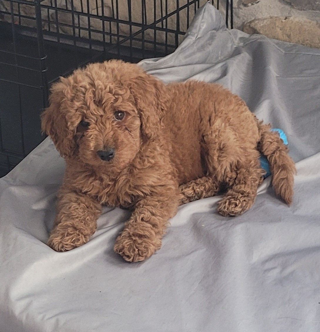 Goldendoodle Male-Toy size-loves kids!