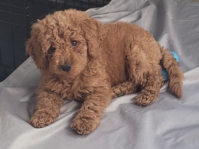 Goldendoodle Male-Toy size-loves kids!