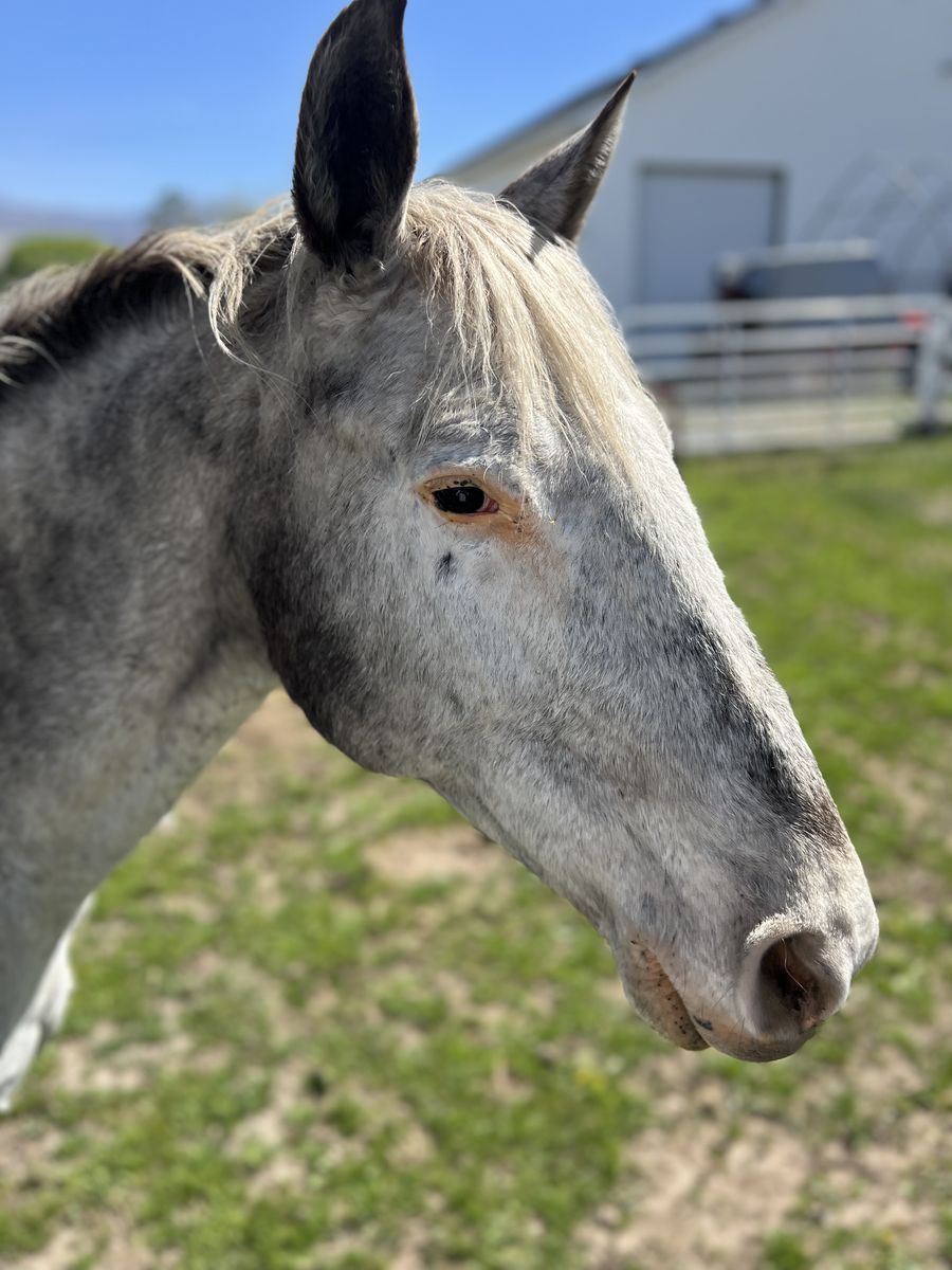 Beautiful Broodmare GAP 4 Appaloosa
