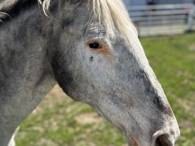 Beautiful Broodmare GAP 4 Appaloosa