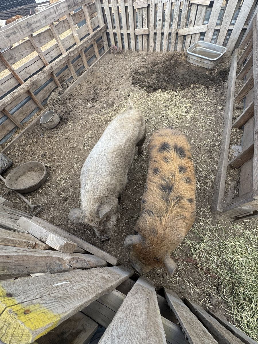 Kune kune pigs