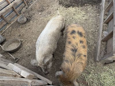 Kune kune pigs