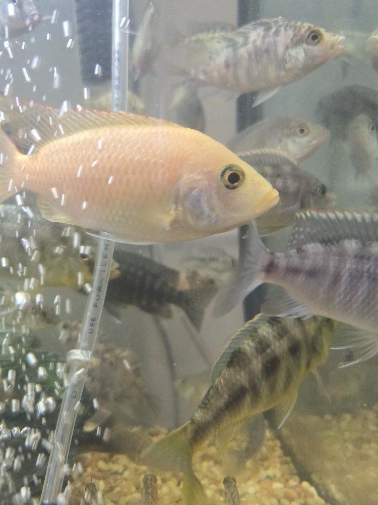 Free Female Cichlids.
