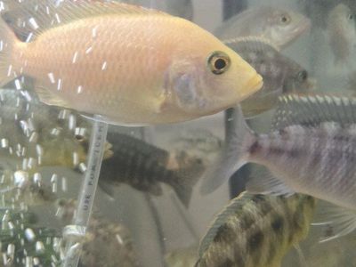 Free Female Cichlids.