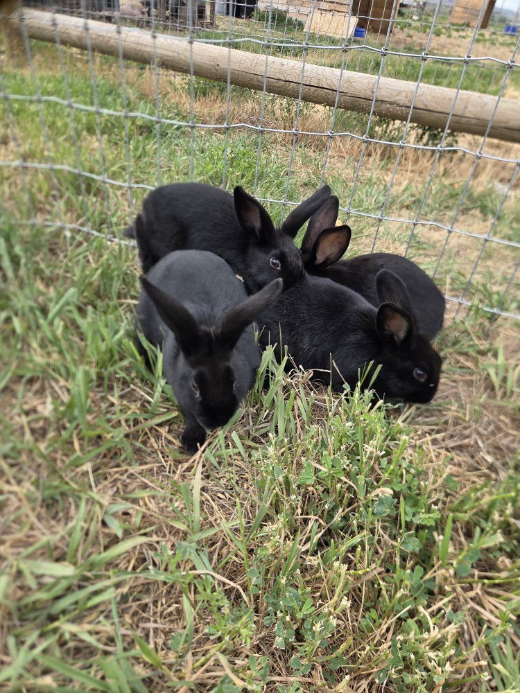 New Zealand x Silver Fox babies