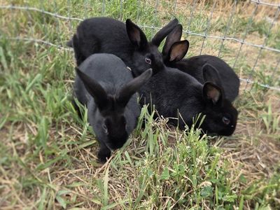 New Zealand x Silver Fox babies