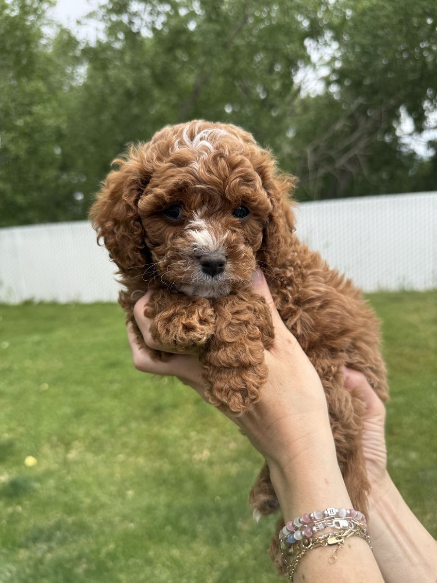 Cavapoo puppies