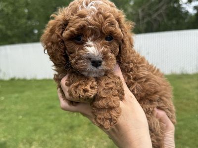 Cavapoo puppies
