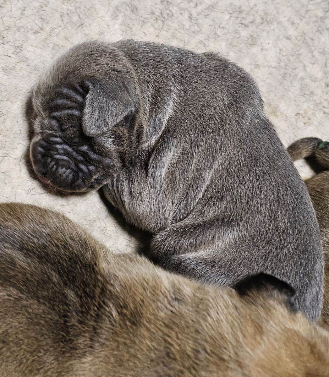 Cute cane corso puppies
