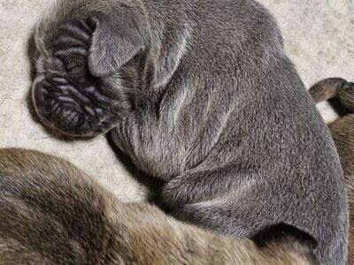 Cute cane corso puppies