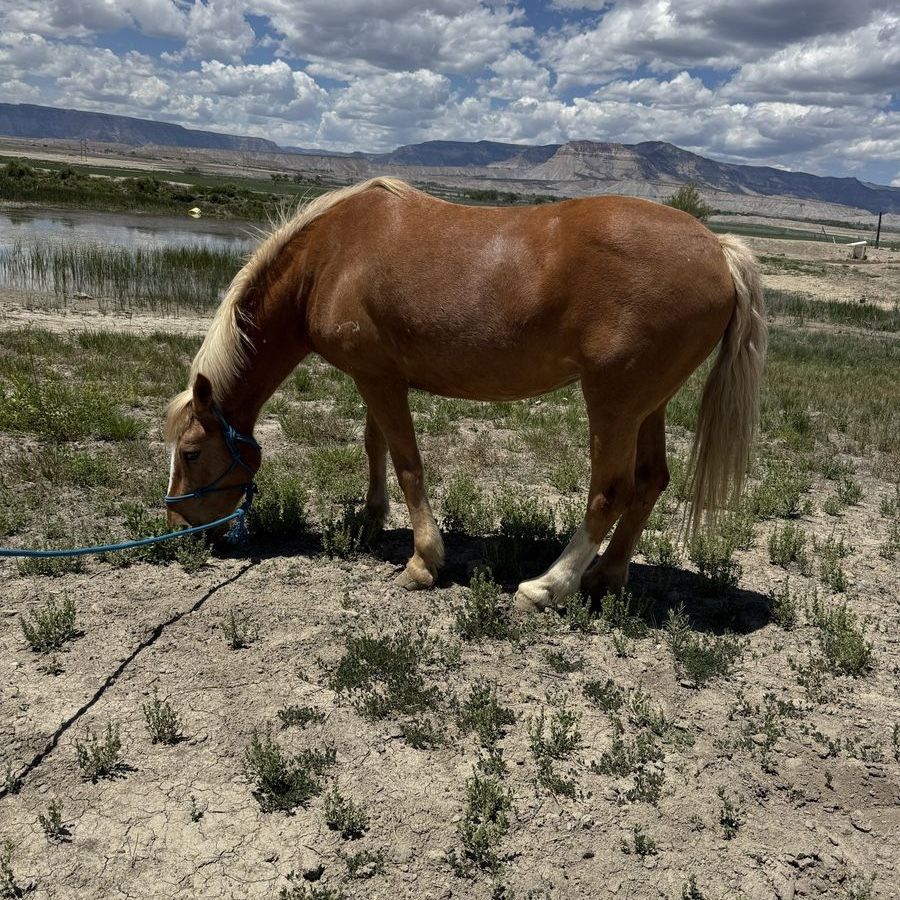 Brood mare or experienced riders horse
