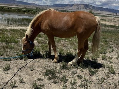 Brood mare or experienced riders horse
