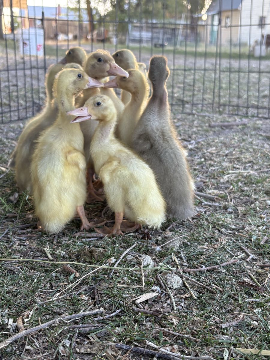 Ducklings