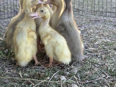 Ducklings