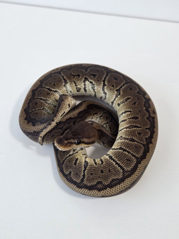 Main image 4