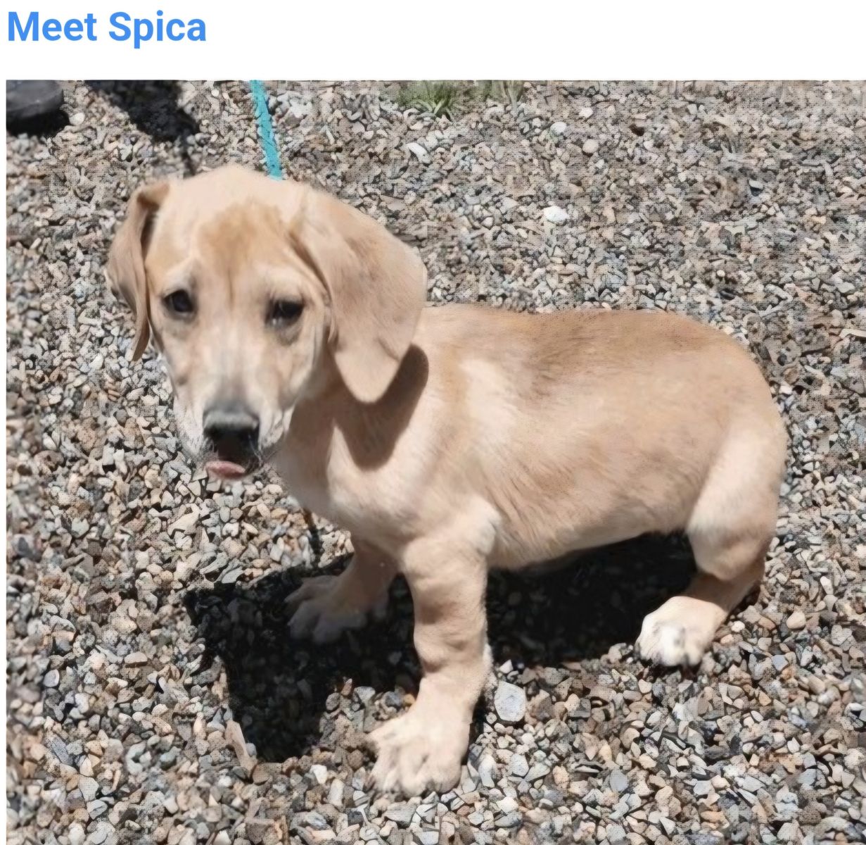Meet Spica - Adorable Puppy for Adoption