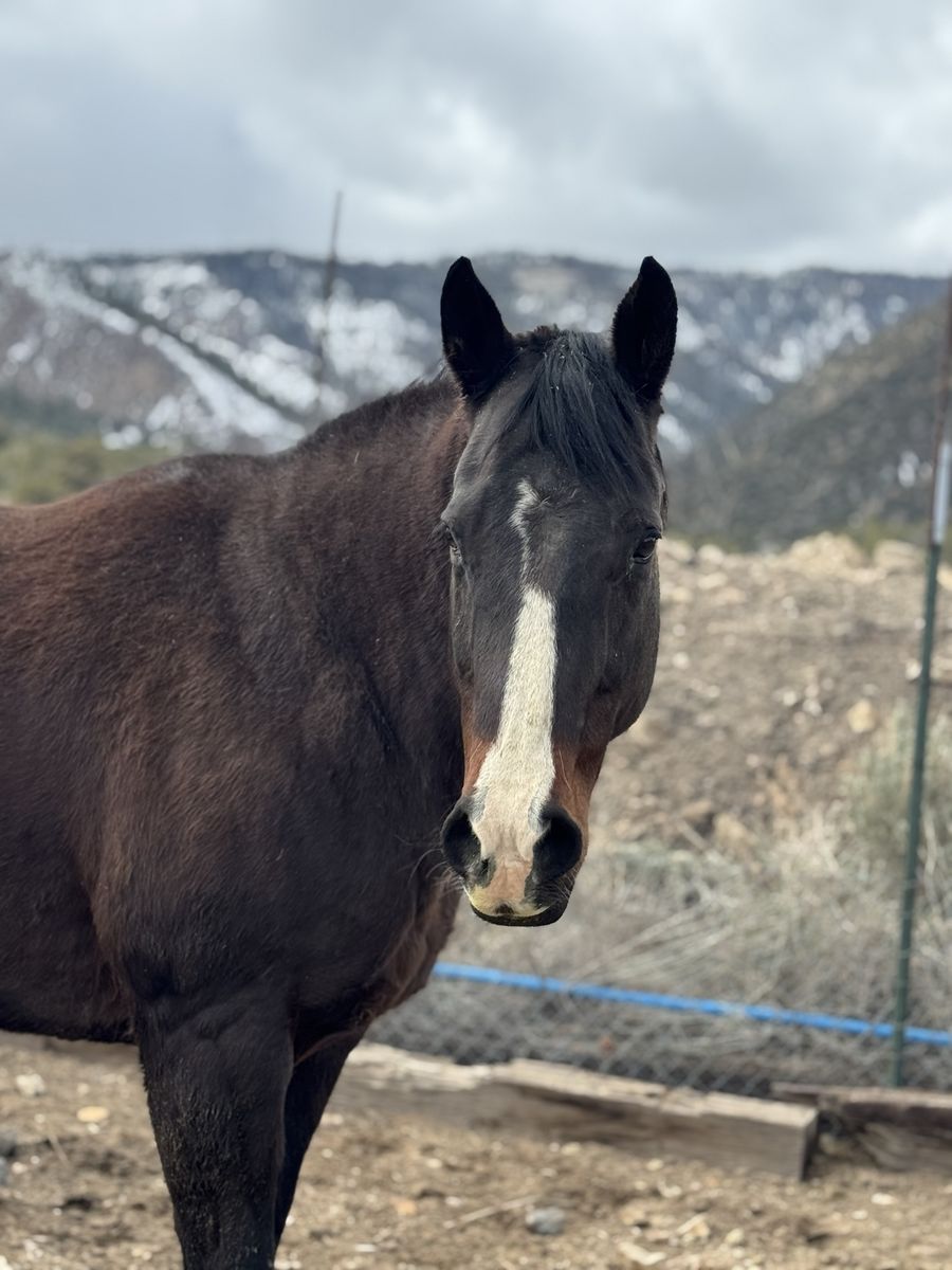 2006 AQHA Mare companion/broodmare