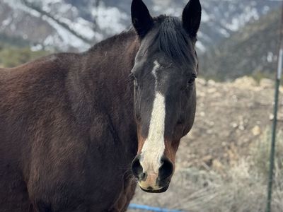 2006 AQHA Mare companion/broodmare