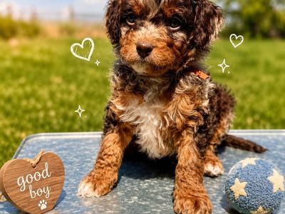 F1b tiny Cavapoos Chocolate Merle Phantom