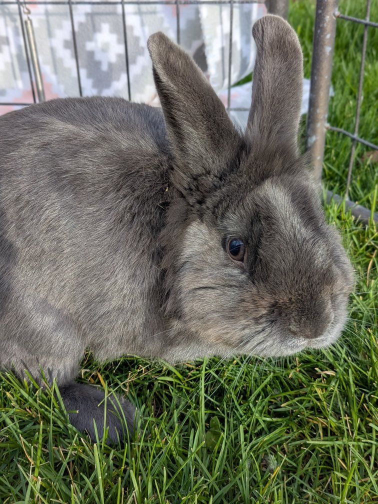 Male Mini Rex Lion Head Mix Rabbit