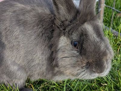 Male Mini Rex Lion Head Mix Rabbit