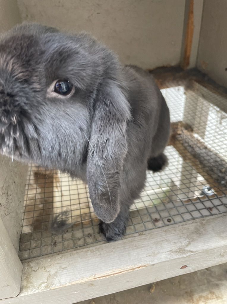 Holland Lop Male